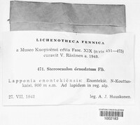 Stereocaulon vesuvianum image